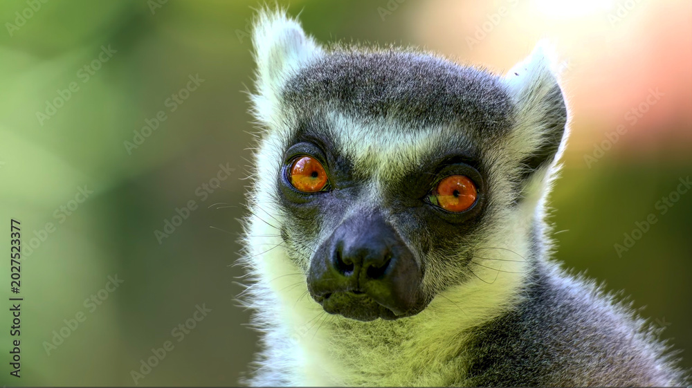 Fototapeta premium Close-up portrait of a ring-tailed lemur with striking orange eyes. Sharp detail on facial features, soft blurred green background. Ideal for premium wildlife and nature stock photography.