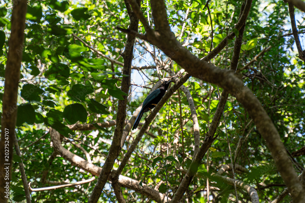 Fototapeta premium Yucatan Jay Bird Perched on Tree Branch in Tropical Jungle Mexico