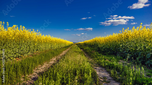 Canvas Print Blooming rapeseed (Brassica napus)