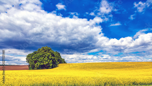 Valokuva Blooming rapeseed (Brassica napus)