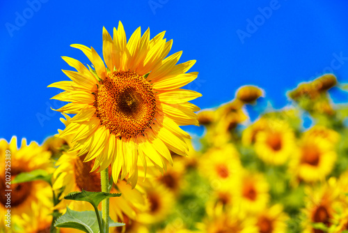 Agricultural field with yellow sunflowers against the sky with clouds.Sunflower field.Gold sunset. Sunflower closeup.Agrarian industry. Photo of cultivation land.flowers image