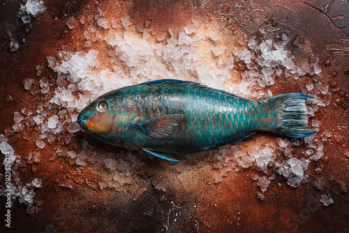 Raw parrot fish on ice over brown concrete background. Overhead view, copy space