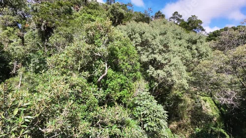 Aerial view of a brazilian rainforest