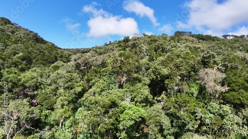 Aerial view of a brazilian rainforest