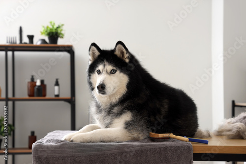 Cute dog after hair brushing out in grooming salon