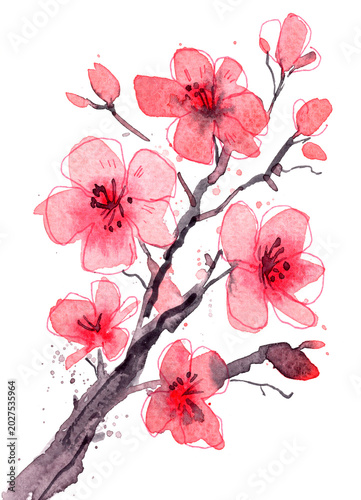 Delicate watercolor illustration of blooming cherry blossom branch with soft pink petals and ink splashes, hand painted in traditional Asian style on white background