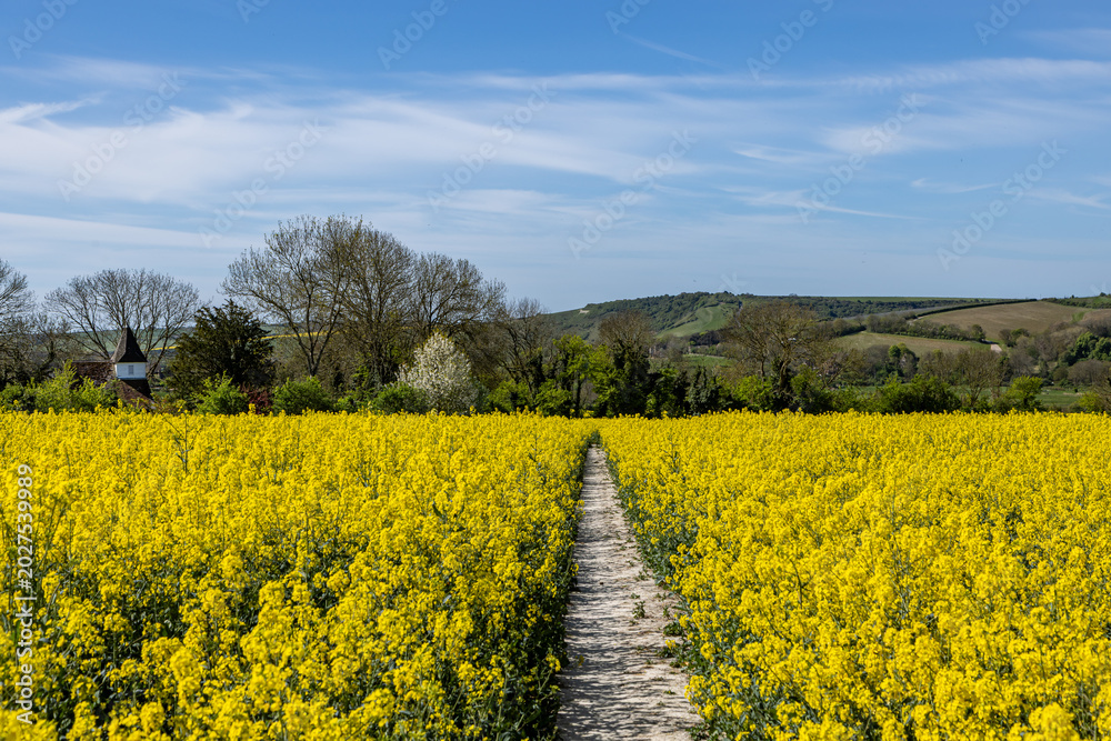 Fototapeta premium Looking along a footpath through a field of oilseed rape crops, on a sunny spring day in Sussex