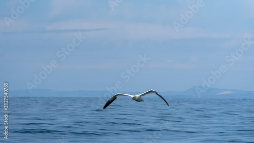Foto Northern Gannet Gliding Low Over the North Sea off the Scottish Coast