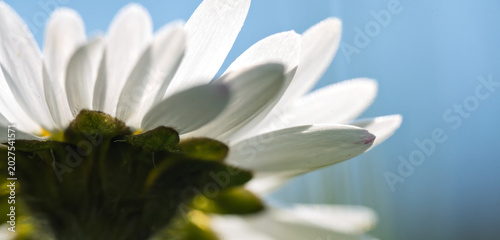 Fotografie Common Daisy Underside Macro with White Petals and Blue Sky