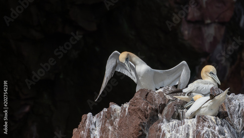 Photos Northern Gannets Resting on Bass Rock Cliff Edge