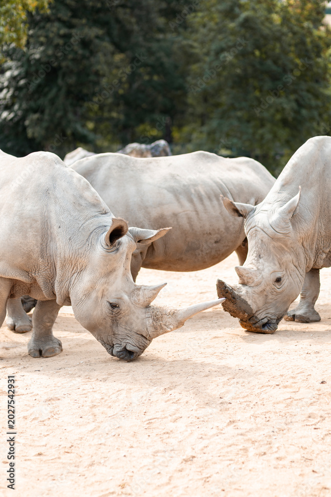 Fototapeta premium Rhinocéros