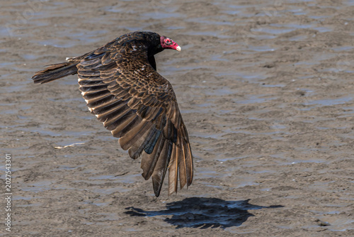Closeup of a turkey vulture in flight low over a sandy shore.
