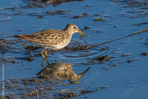 Bild auf Leinwand Pectoral sandpiper wading in shallow water.