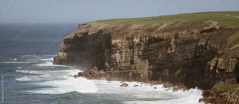 Fototapeta premium Rugged Coastal Cliffs with Waves and Grazing Cattle