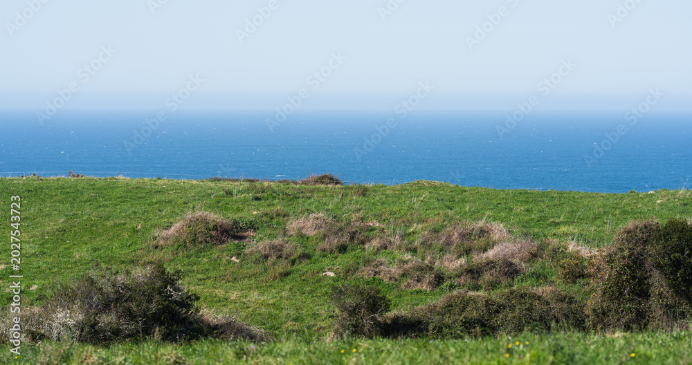 Fototapeta premium Coastal Grassland Meadow with Blue Ocean Horizon