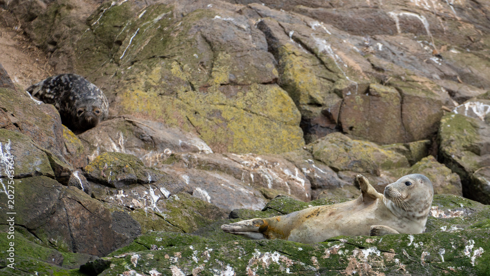 Obraz premium Grey Seal Resting on Rocky Shore with Second Seal in Background, North Berwick