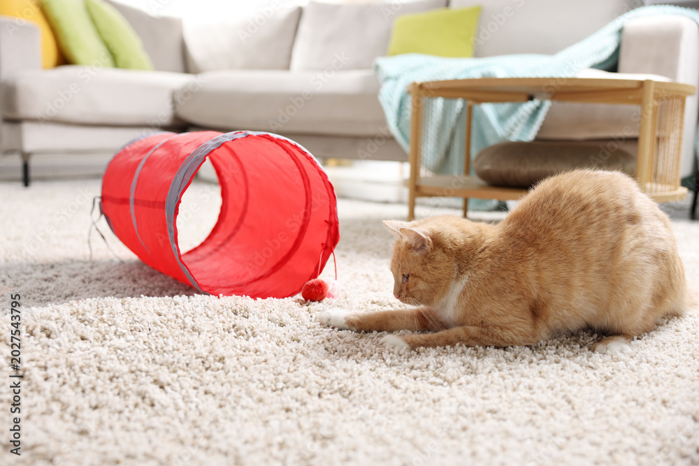 Fototapeta premium Cute cat and toy tunnel on carpet at home