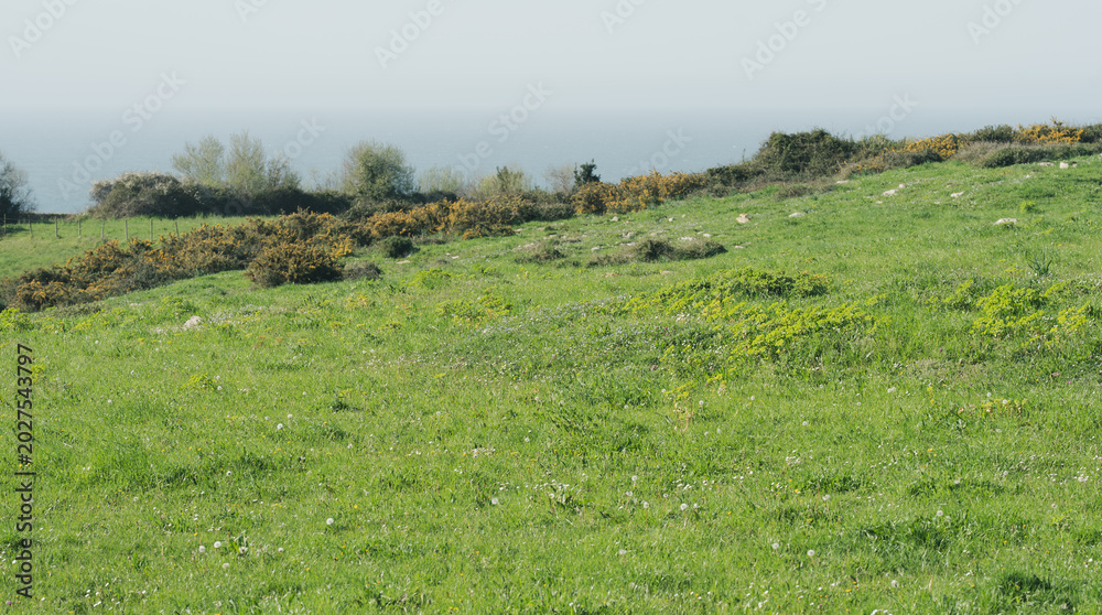 Fototapeta premium Green Coastal Meadow with Sea View and Wild Shrubs