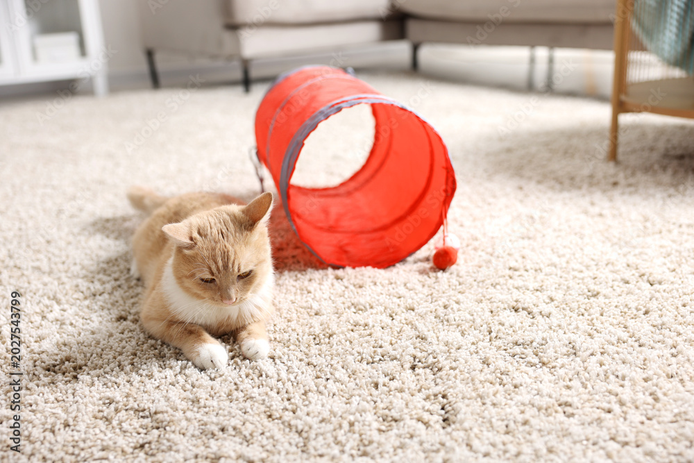 Fototapeta premium Cute cat resting on carpet and toy tunnel at home