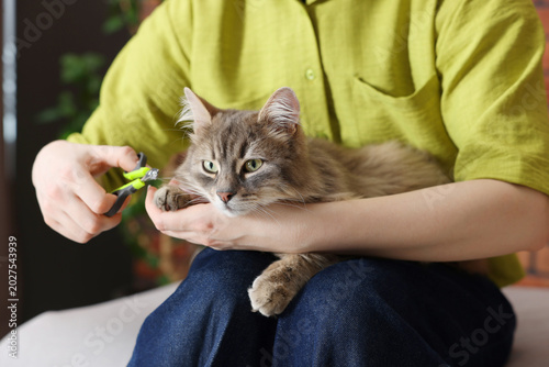 Tableau sur toile Woman trimming her cat's nails with clipper at home, closeup