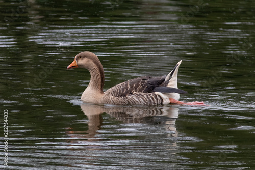Tableau sur toile Greylag goose Anser anser swimming in profile in dark pond water