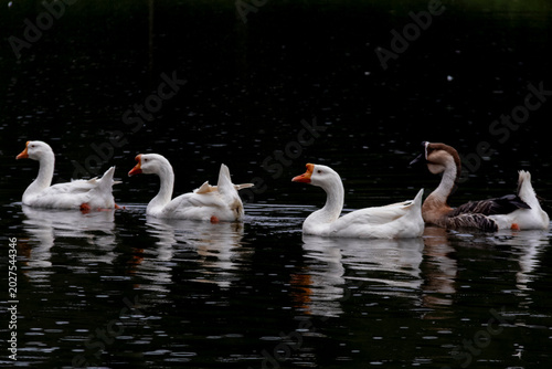 фотографія Mixed flock of white and brown geese swimming in dark pond water