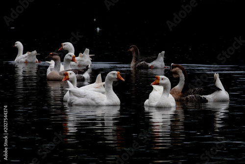 Tableau sur toile Mixed flock of white and brown geese swimming in dark pond water