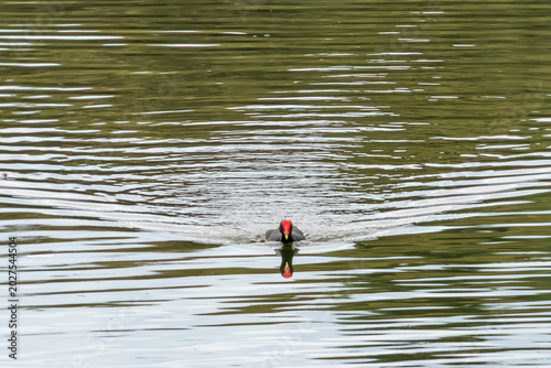 Foto Common gallinule Gallinula galeata swimming in a pond