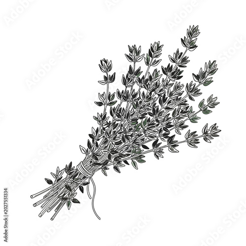 Fresh Thyme Herb Bundle - Hand Drawn Botanical Illustration
