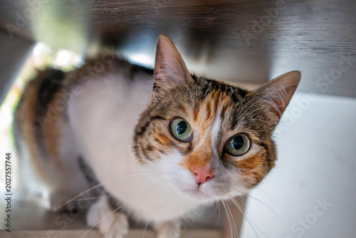 A calico cat peers inquisitively from underneath a wooden shelf, with vibrant green eyes and a blend of orange and black fur.