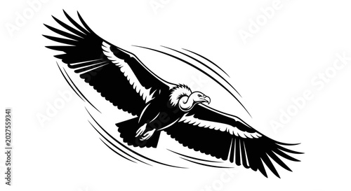 Photos Vulture in flight, black and white illustration, spreading wings