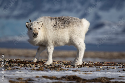 Foto Svalbard rein, Svalbard Reindeer