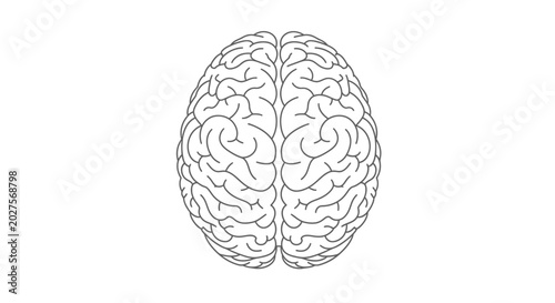 Tableau sur toile Detailed illustration of a human brain.