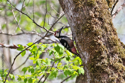 Beautiful White-backed Woodpecker looking for food at a mossy tree