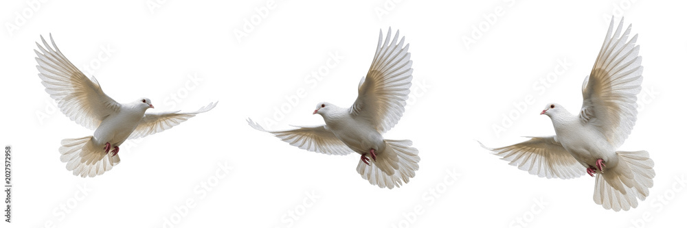 Fototapeta premium Isolated Flying White Dove PNG Set Majestic Peace Bird Symbol Flight Wings Extended Wildlife Element for Religious Ceremonial Graphic Design Concept