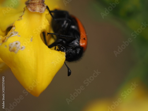 Foto Un escarabajo de la subfamilia Cryptocephalinae, probablemente del género Lachnaia o similar, se alimenta de un pétalo amarillo