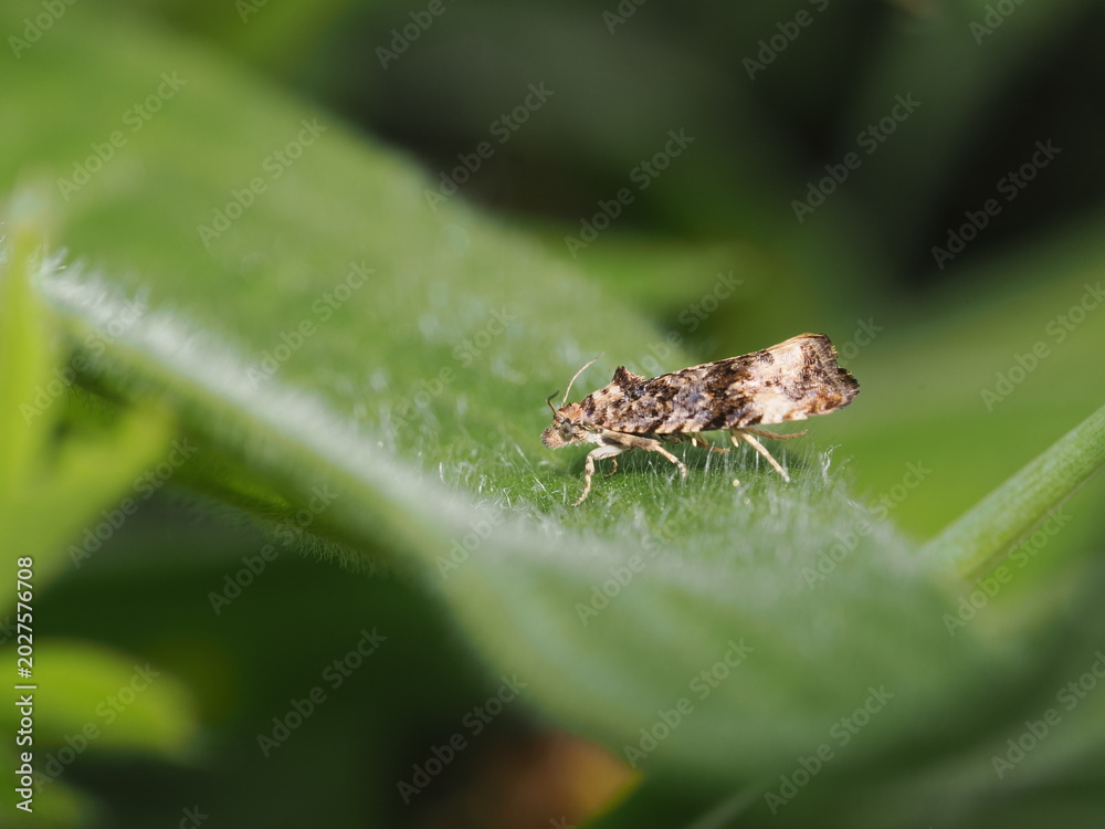 Fototapeta premium Una pequeña polilla de la familia Tortricidae reposa de perfil sobre una hoja verde y vellosa. Sus alas plegadas muestran un intrincado patrón moteado en tonos marrones, crema y grisáceos.