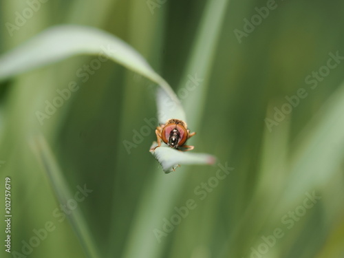 Cuadro en lienzo Retrato frontal de un díptero de la familia Syrphidae posado en el extremo de una hoja fina