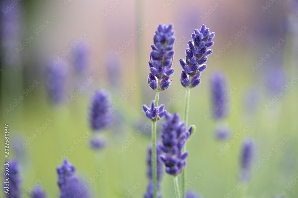 Fototapeta premium lavender flowers in the garden