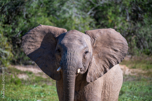 Schilderij op canvas Young elephant with ears out
