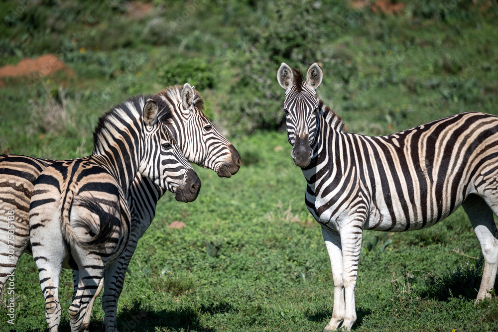 Fototapeta premium Zebras looking at you