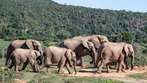 Herd of elephants walking across a valley