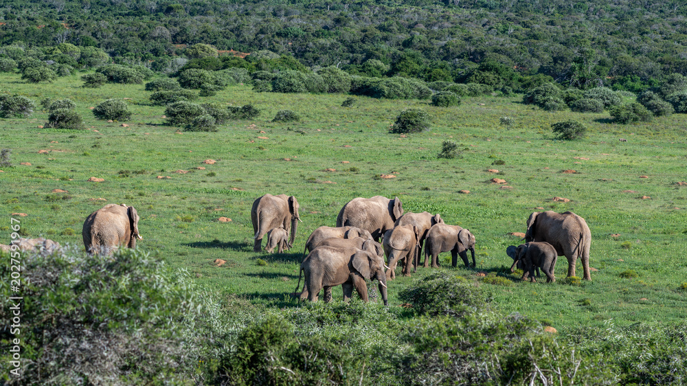 Obraz premium Herd of elephants in a valley
