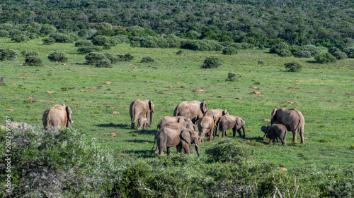 Herd of elephants in a valley