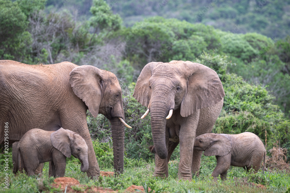 Fototapeta premium Elephant family