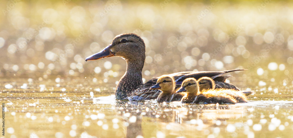 Εκτύπωση καμβά Duck with baby ducklings at sunrise