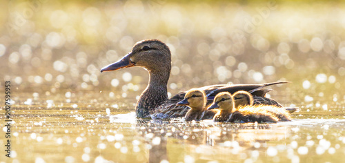 Fotografie Duck with baby ducklings at sunrise