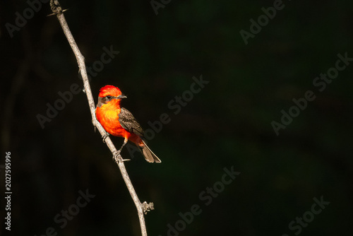 Vermilion Flycatcher on branch