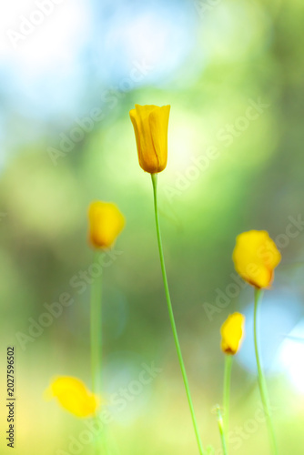 Dreamy flowers at dawn