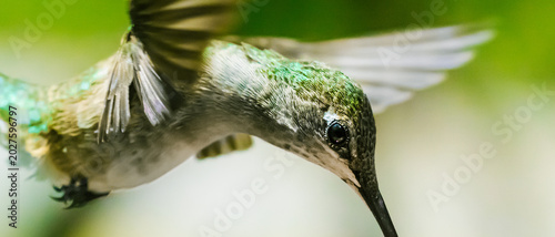 Hummingbird closeup